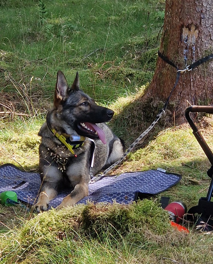 Schäfer ligger och vilar bredvid ryggsäck i skogen, väntar på rapportträning.