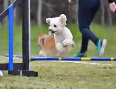 Liten vit hund som hoppar över agilityhinder