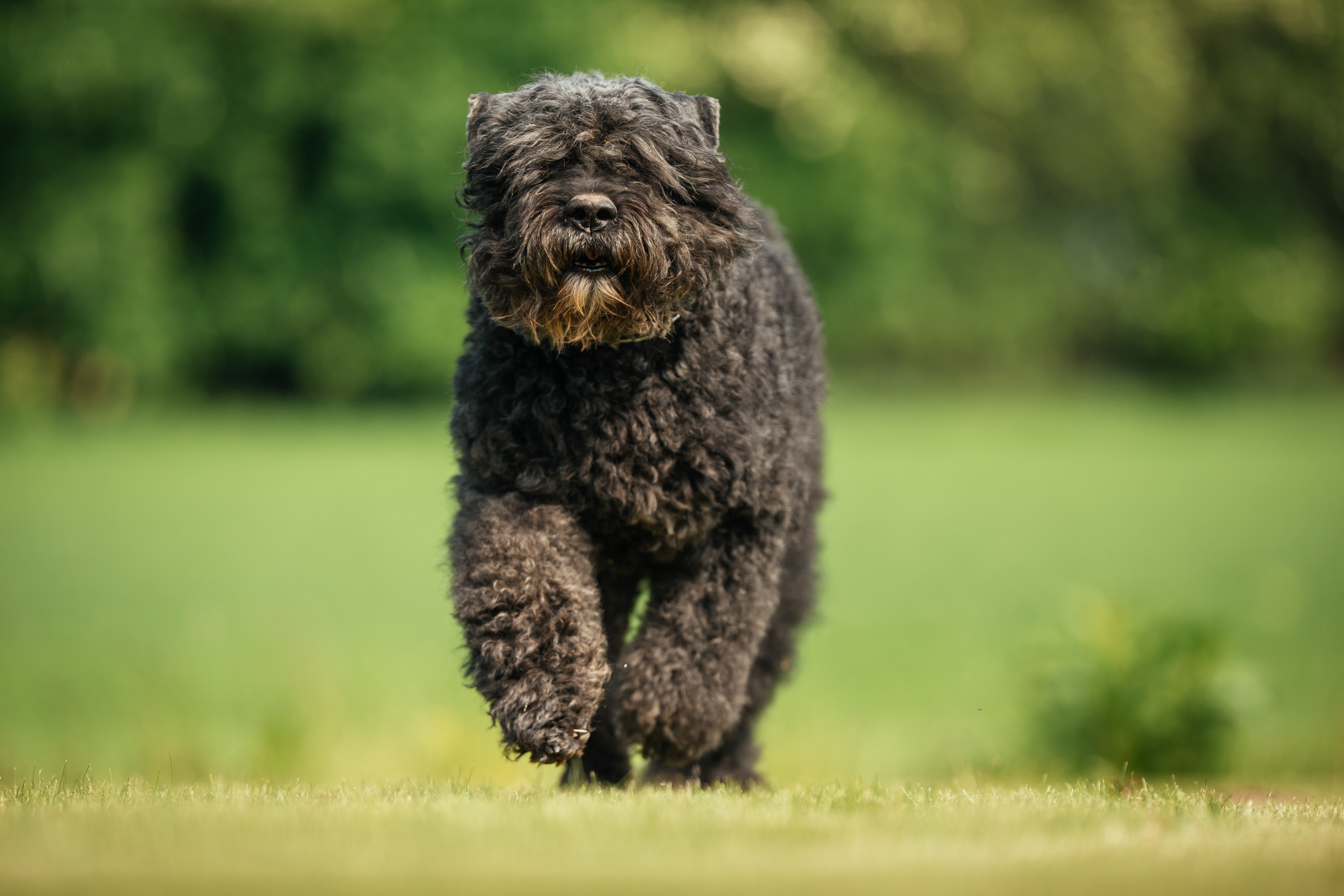 En bouvier des flandres kommer springande på en gräsmatta.