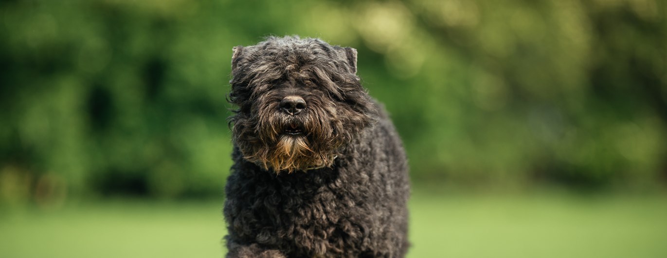 En bouvier des flandres kommer springande på en gräsmatta.