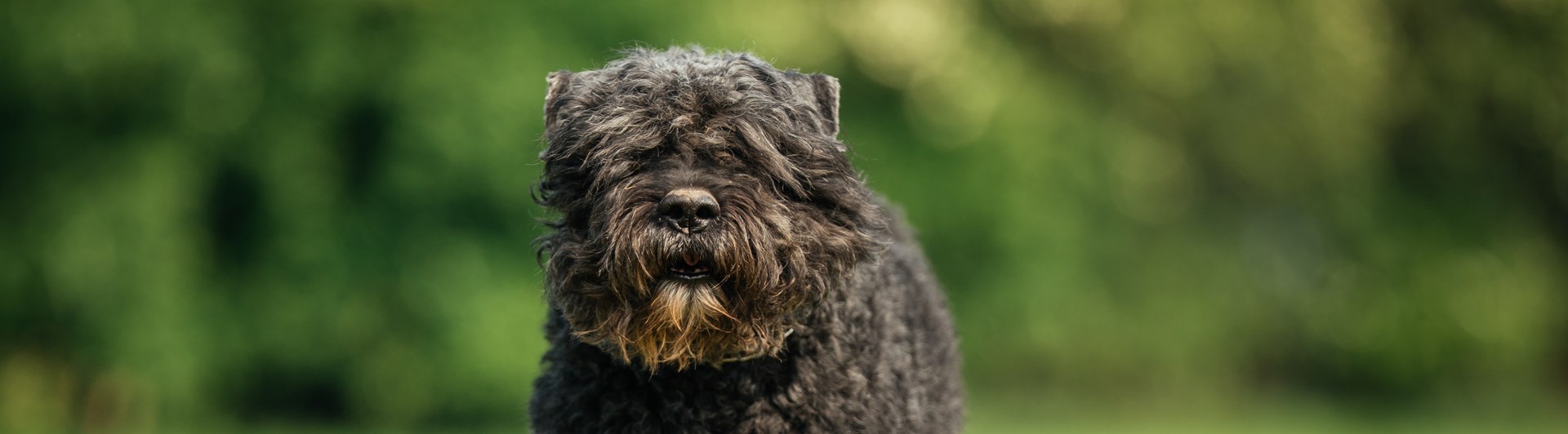En bouvier des flandres kommer springande på en gräsmatta.