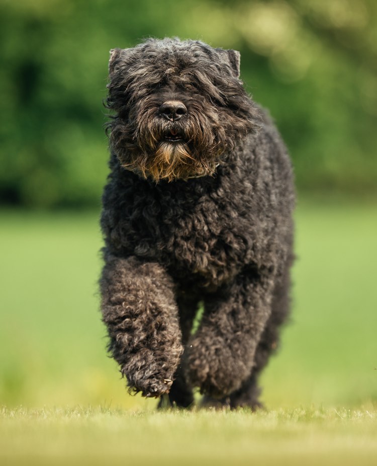En bouvier des flandres kommer springande på en gräsmatta.