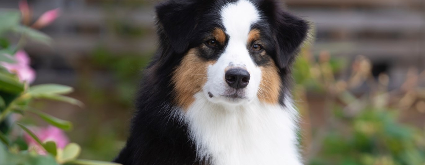 Australian Shepherd