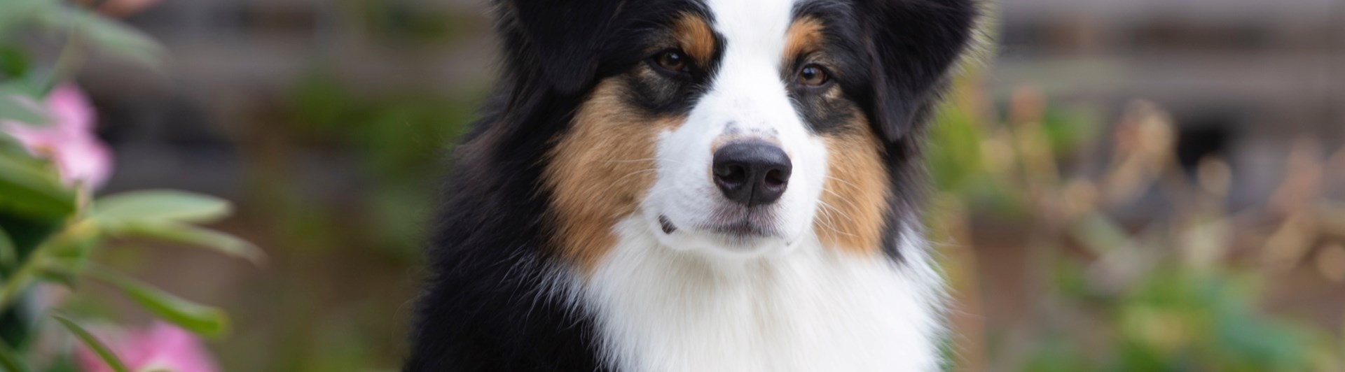Australian Shepherd
