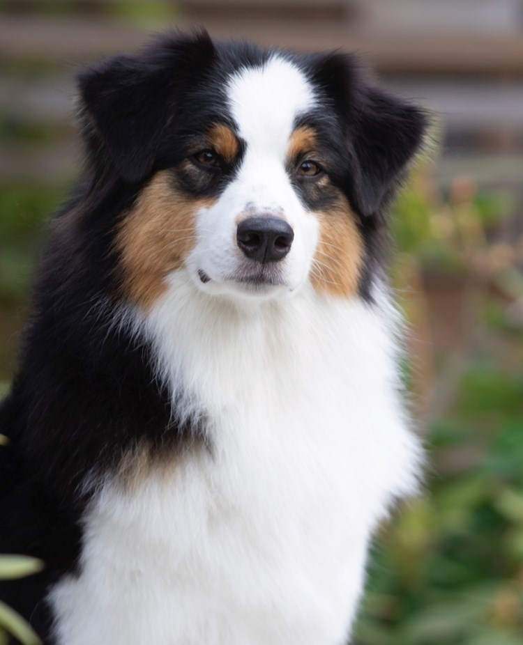 Australian Shepherd