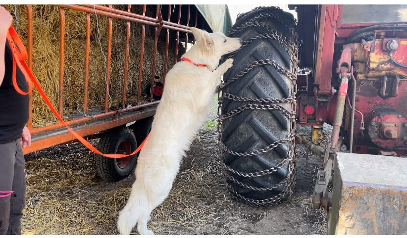 Hund som utför specialsök på traktordäck