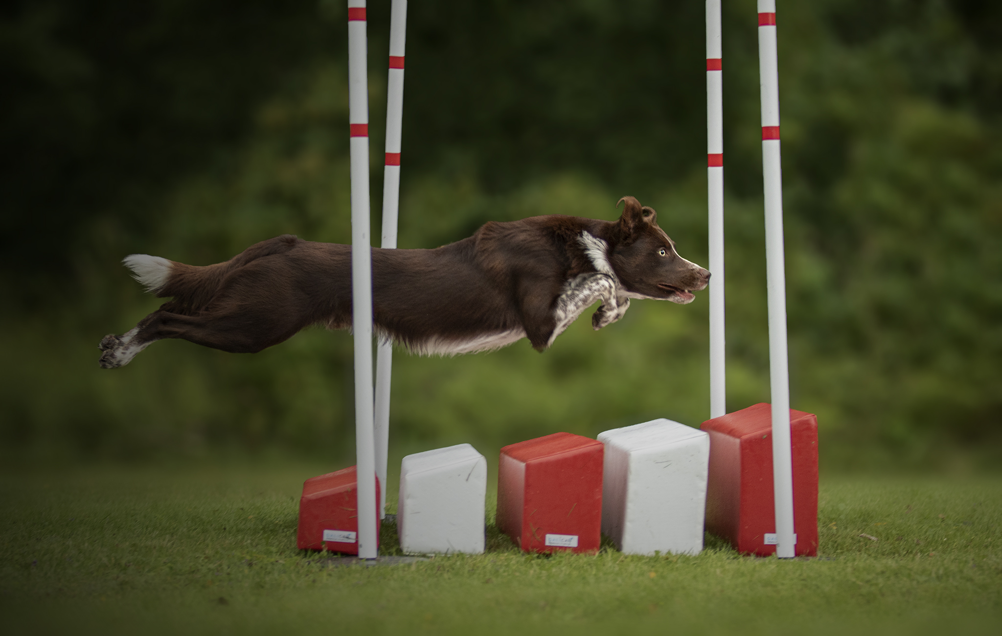 En brunvit hund som hoppar över ett långhopp i agility