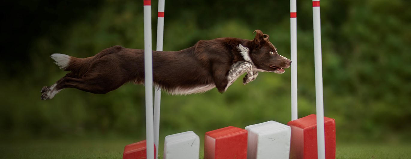 En brunvit hund som hoppar över ett långhopp i agility