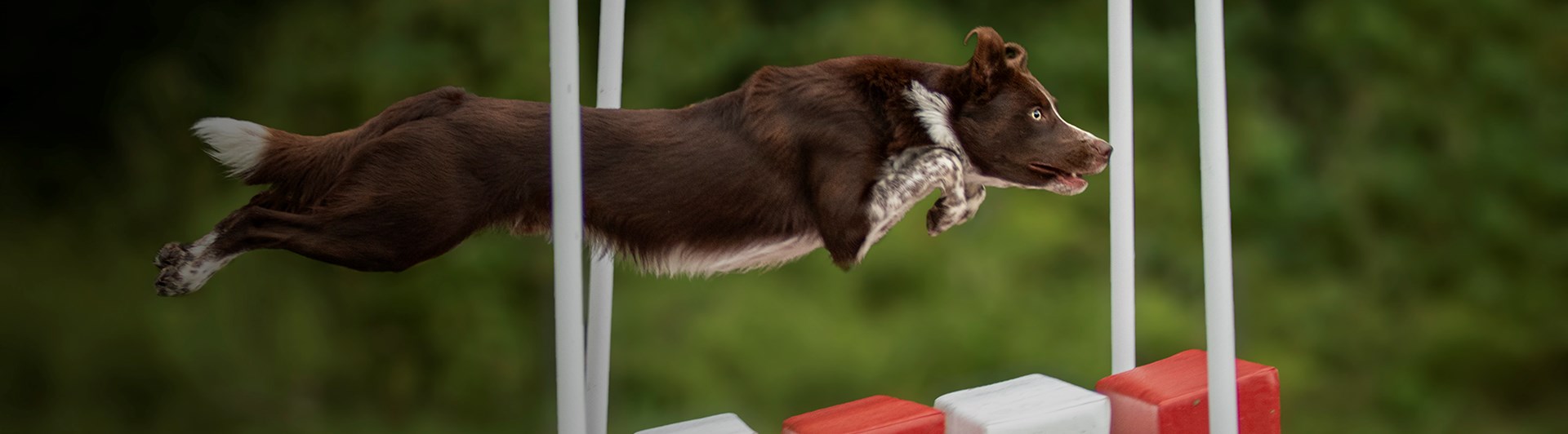 En brunvit hund som hoppar över ett långhopp i agility
