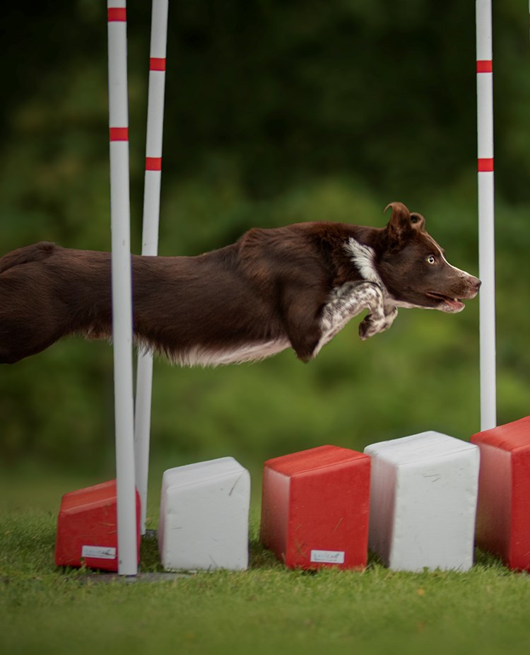 En brunvit hund som hoppar över ett långhopp i agility