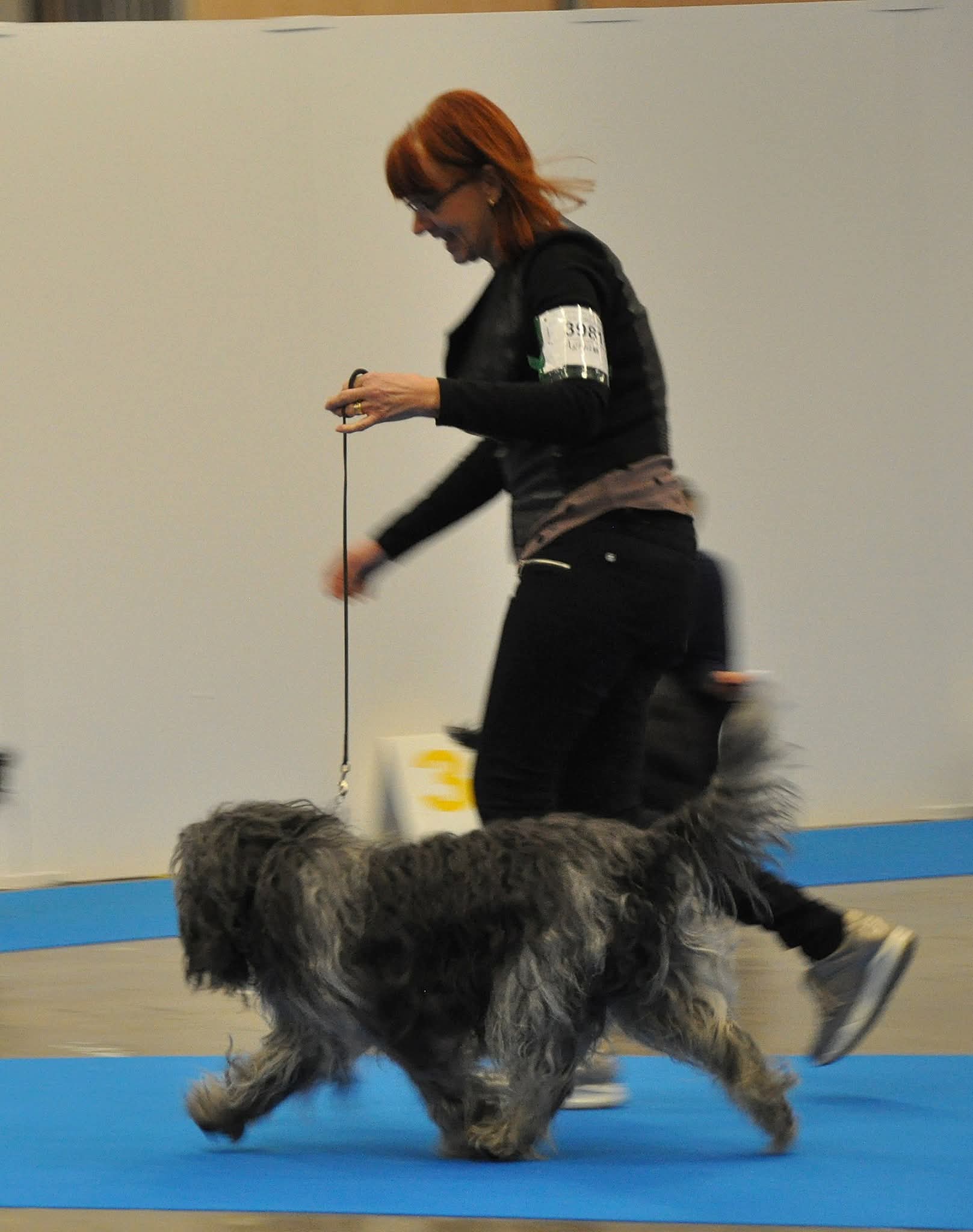 Utställningsträning