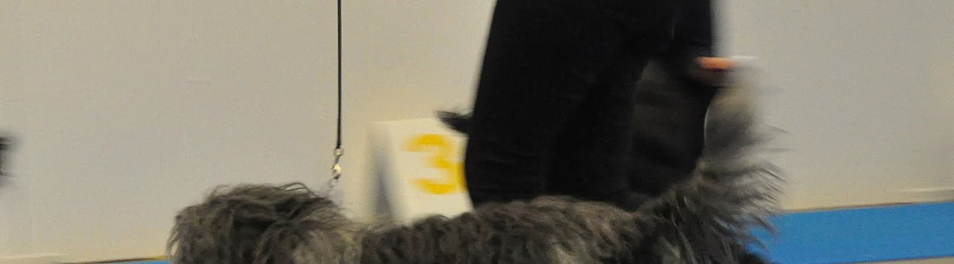 Utställningsträning