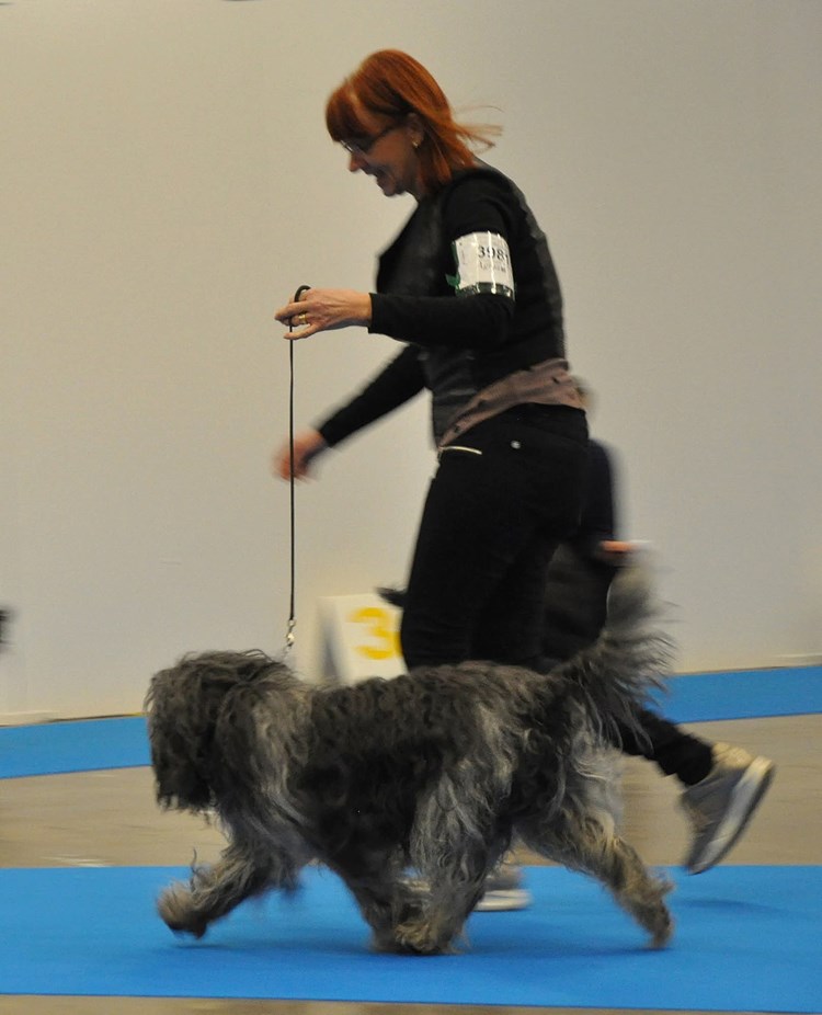 Utställningsträning