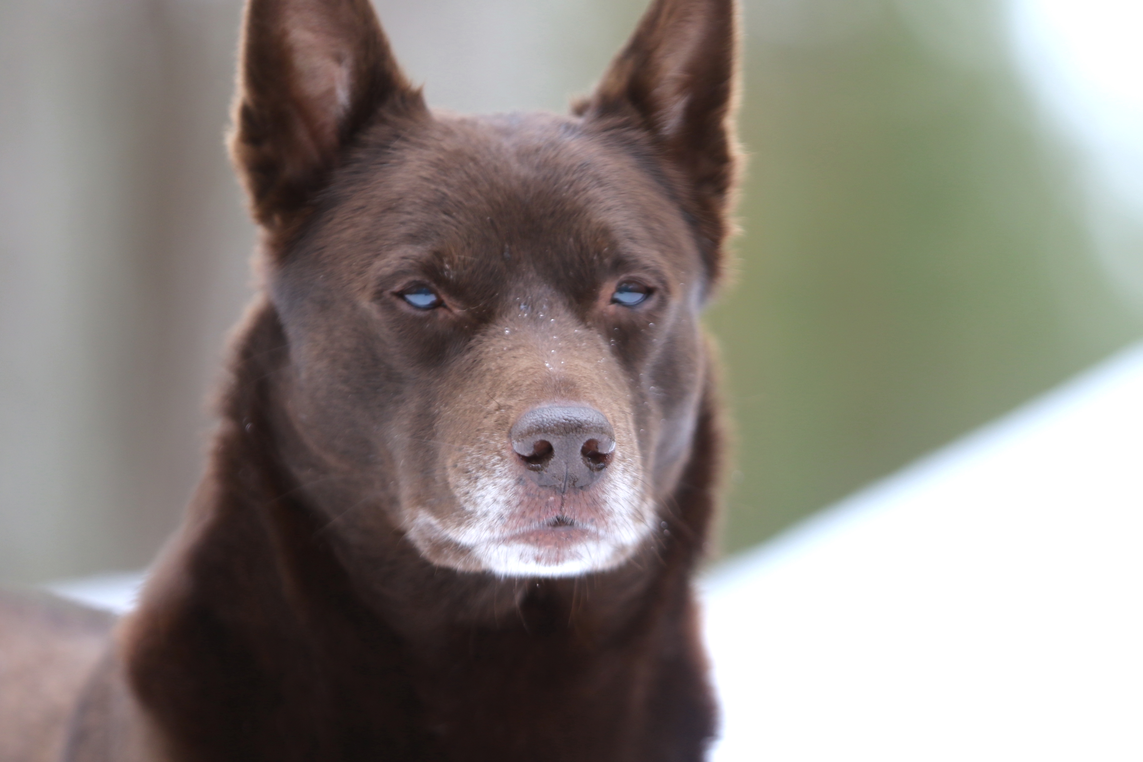 Nedansiljans brukshundsklubb