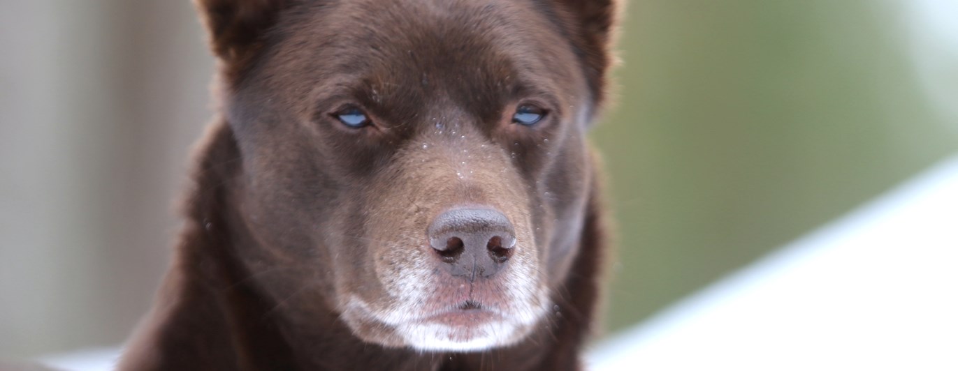 Nedansiljans brukshundsklubb