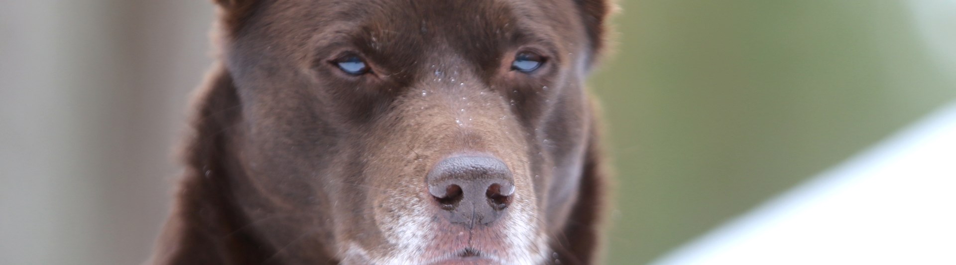 Nedansiljans brukshundsklubb