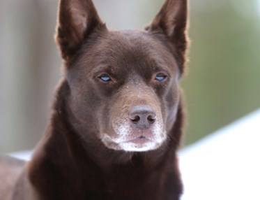 Nedansiljans brukshundsklubb