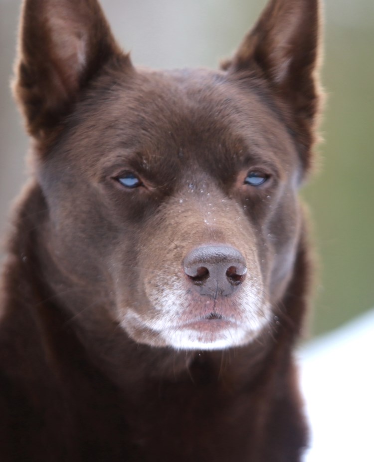 Nedansiljans brukshundsklubb