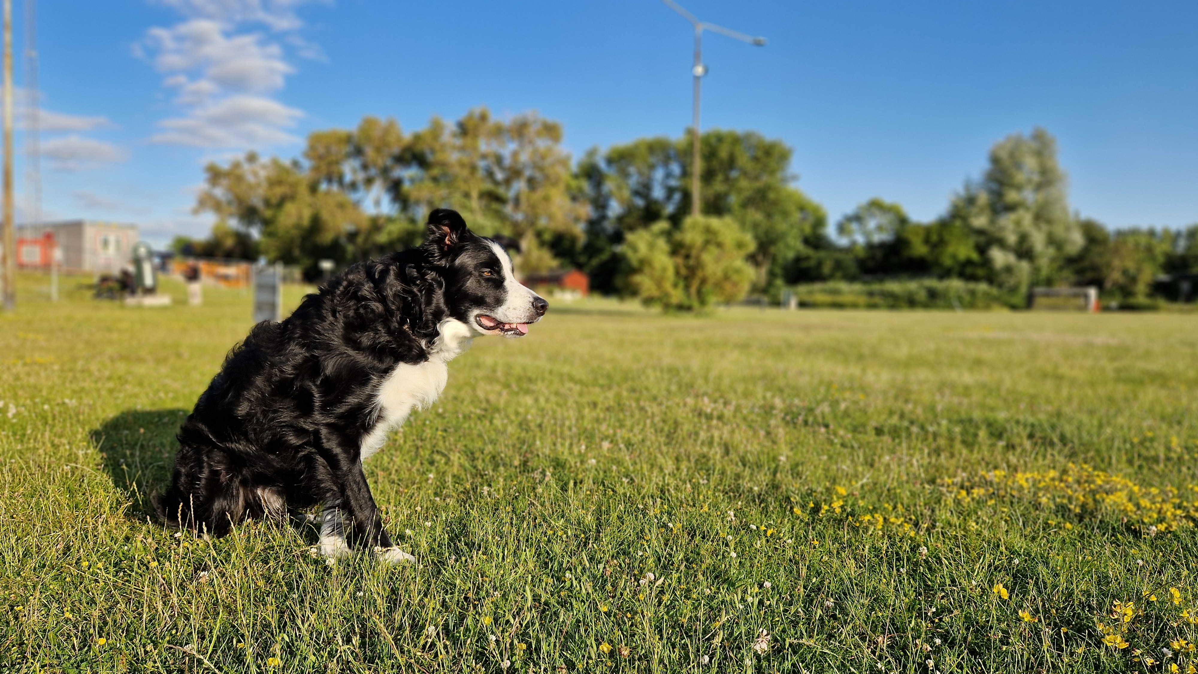 Svart-vit bordercollie sitter på gräsmatta och väntar på att få jobba.
