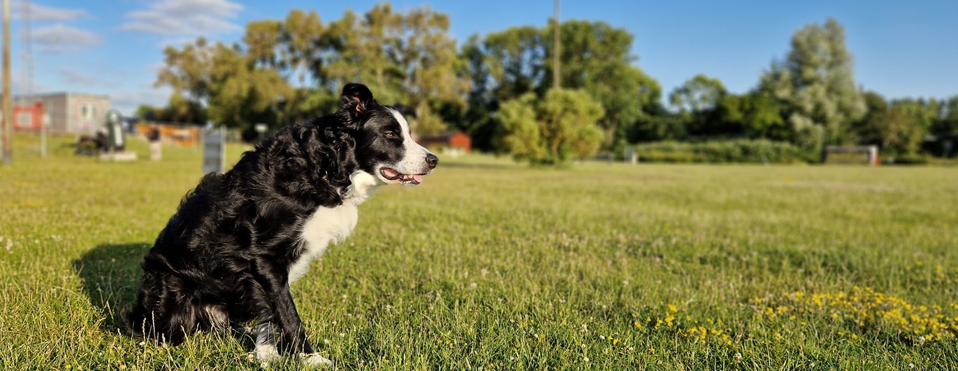 Svart-vit bordercollie sitter på gräsmatta och väntar på att få jobba.