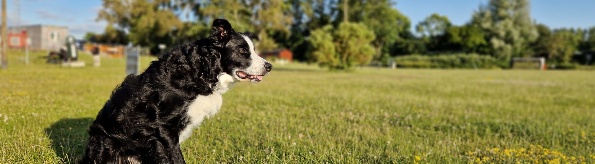 Svart-vit bordercollie sitter på gräsmatta och väntar på att få jobba.