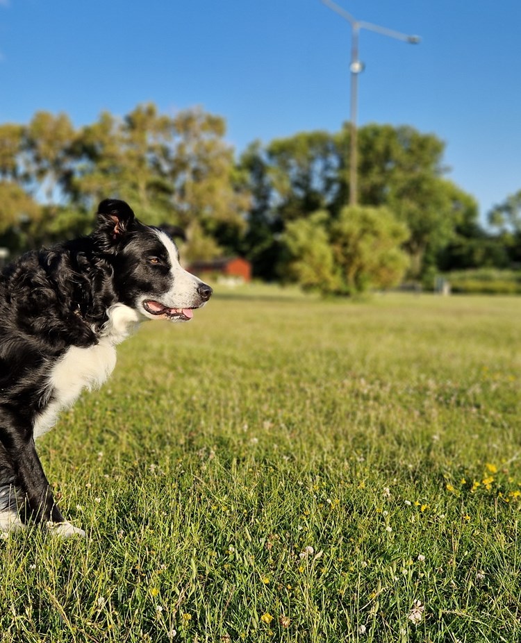 Svart-vit bordercollie sitter på gräsmatta och väntar på att få jobba.