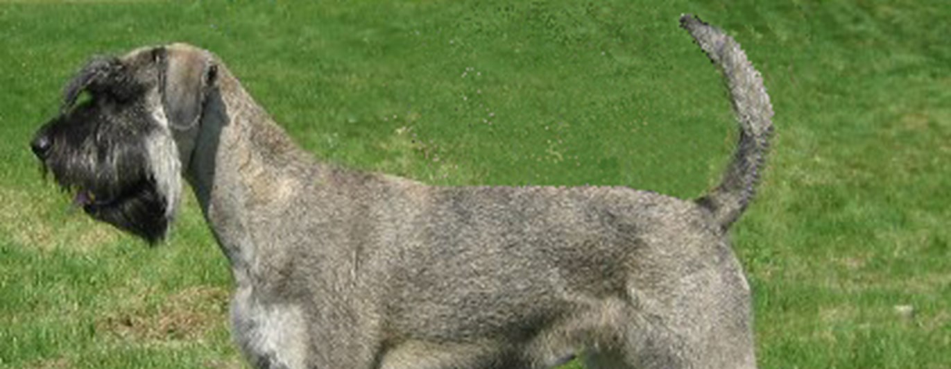 Utställning
Riesenschnauzer, P & S