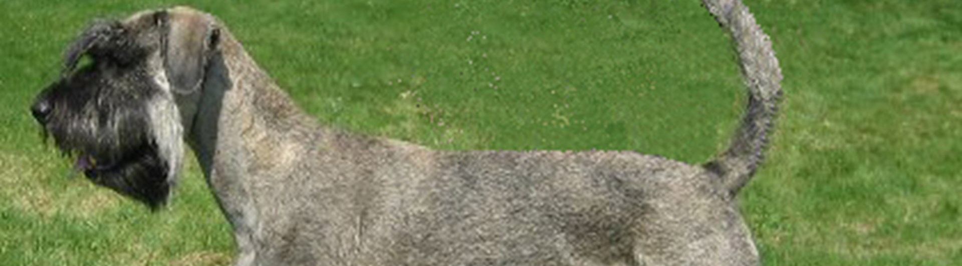 Utställning
Riesenschnauzer, P & S