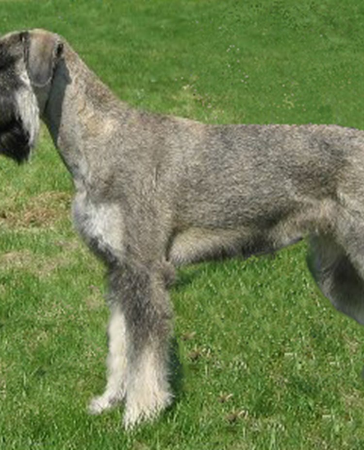 Utställning
Riesenschnauzer, P & S