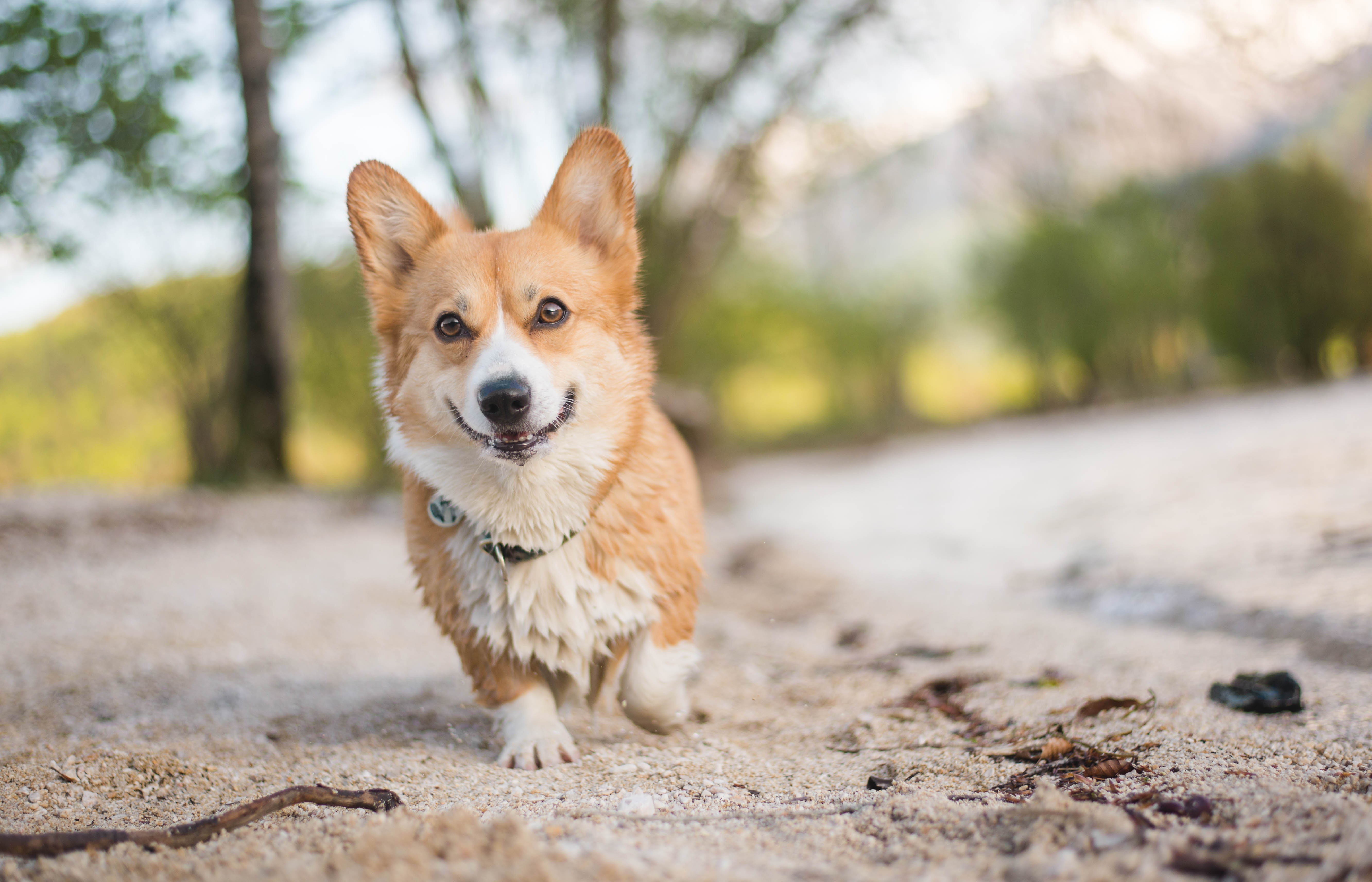Bild på en welsh corgi pembroke som är på stranden