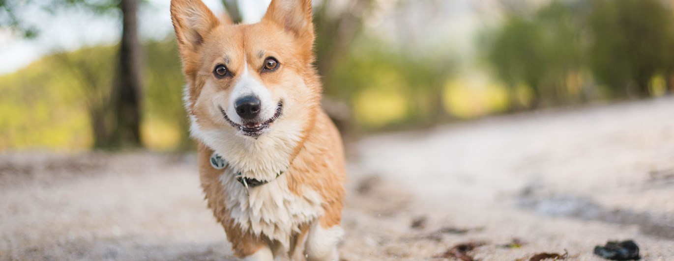 Bild på en welsh corgi pembroke som är på stranden