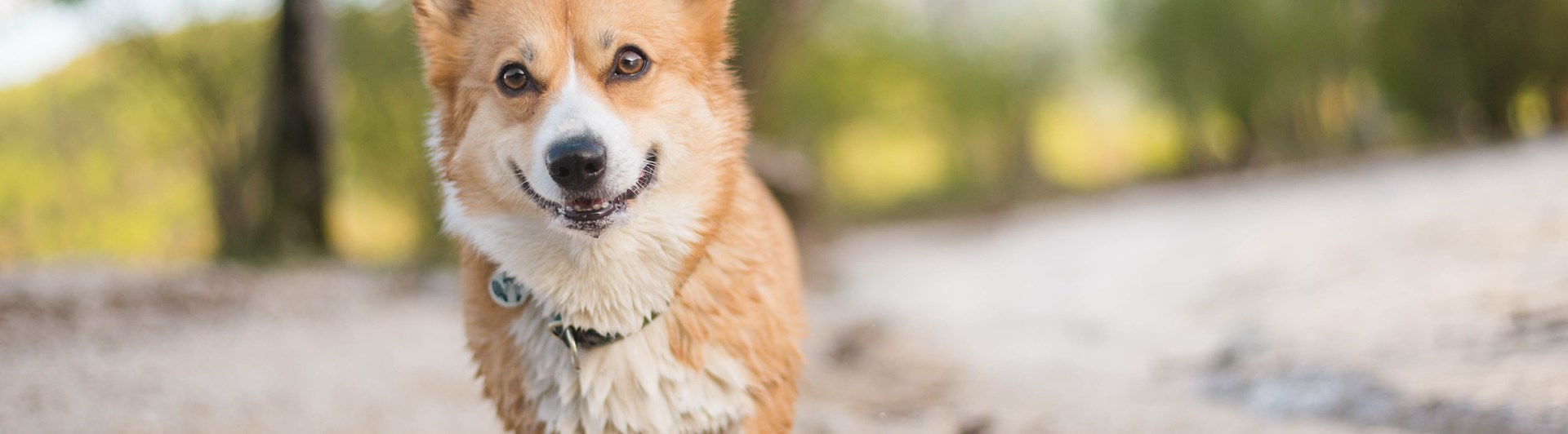 Bild på en welsh corgi pembroke som är på stranden