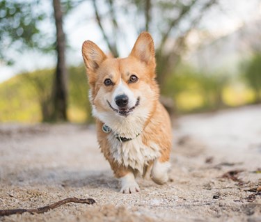 Bild på en welsh corgi pembroke som är på stranden