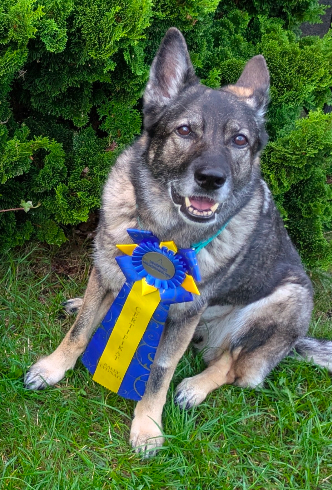 Årets Hund 2025 Jönköpings Brukshundklubb
