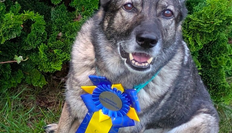 Årets Hund 2025 Jönköpings Brukshundklubb