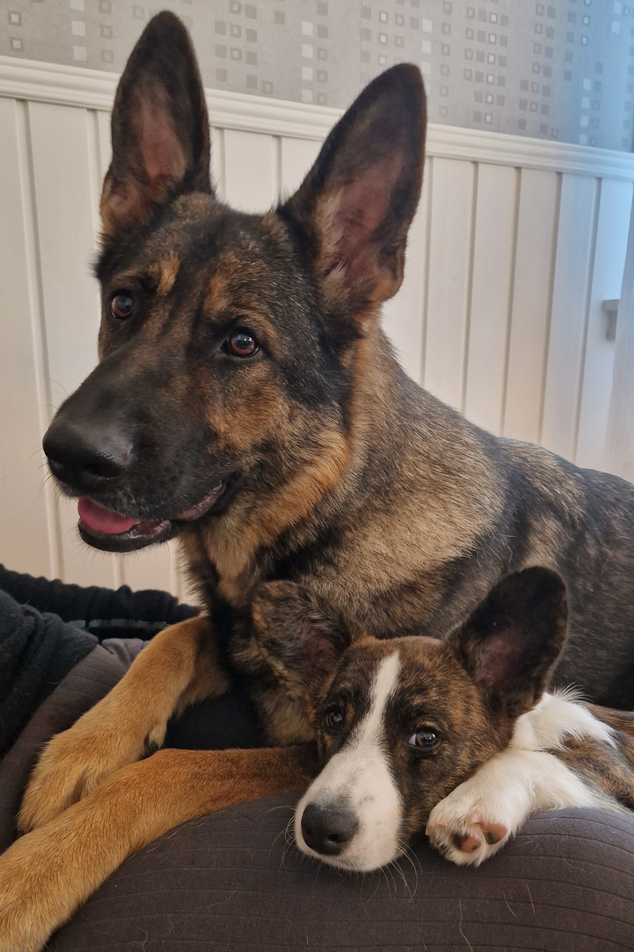 Bild på två hundar som ligger bredvid varandra