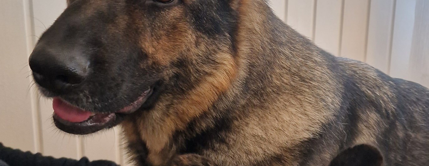 Bild på två hundar som ligger bredvid varandra