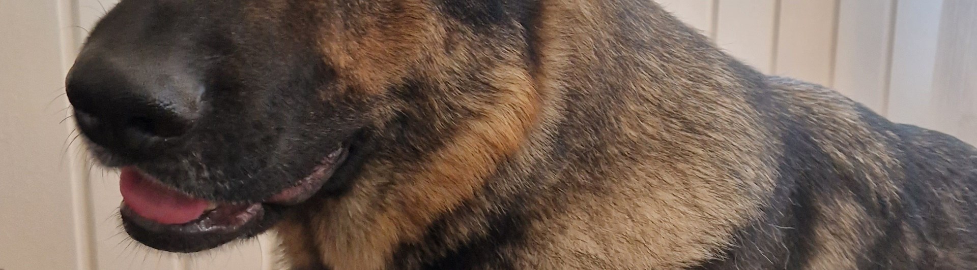 Bild på två hundar som ligger bredvid varandra