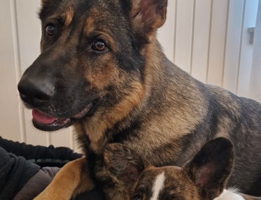 Bild på två hundar som ligger bredvid varandra