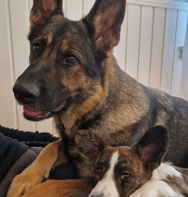 Bild på två hundar som ligger bredvid varandra