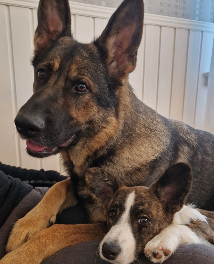 Bild på två hundar som ligger bredvid varandra