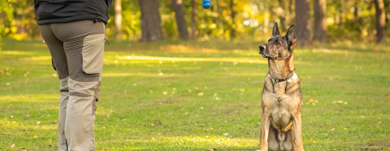 Schäfer Maxx fokuserar sig på bollen