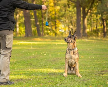 Schäfer Maxx fokuserar sig på bollen
