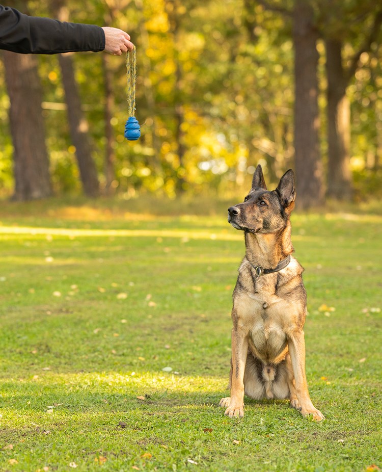 Schäfer Maxx fokuserar sig på bollen