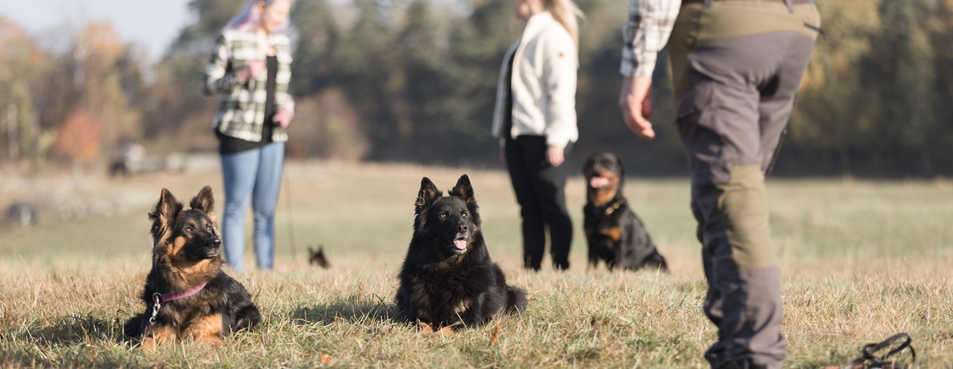 Hundar och människor tillsammans på äng