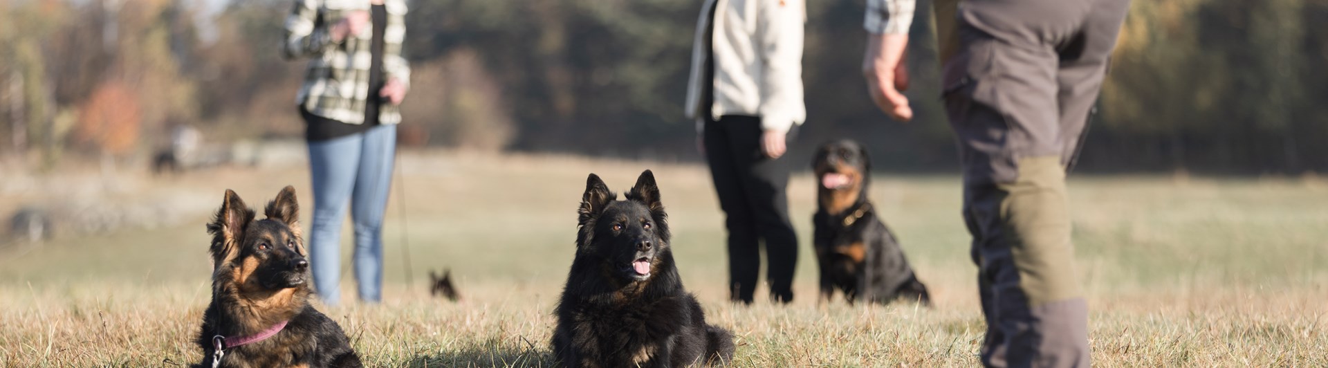 Hundar och människor tillsammans på äng