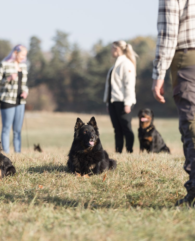 Hundar och människor tillsammans på äng