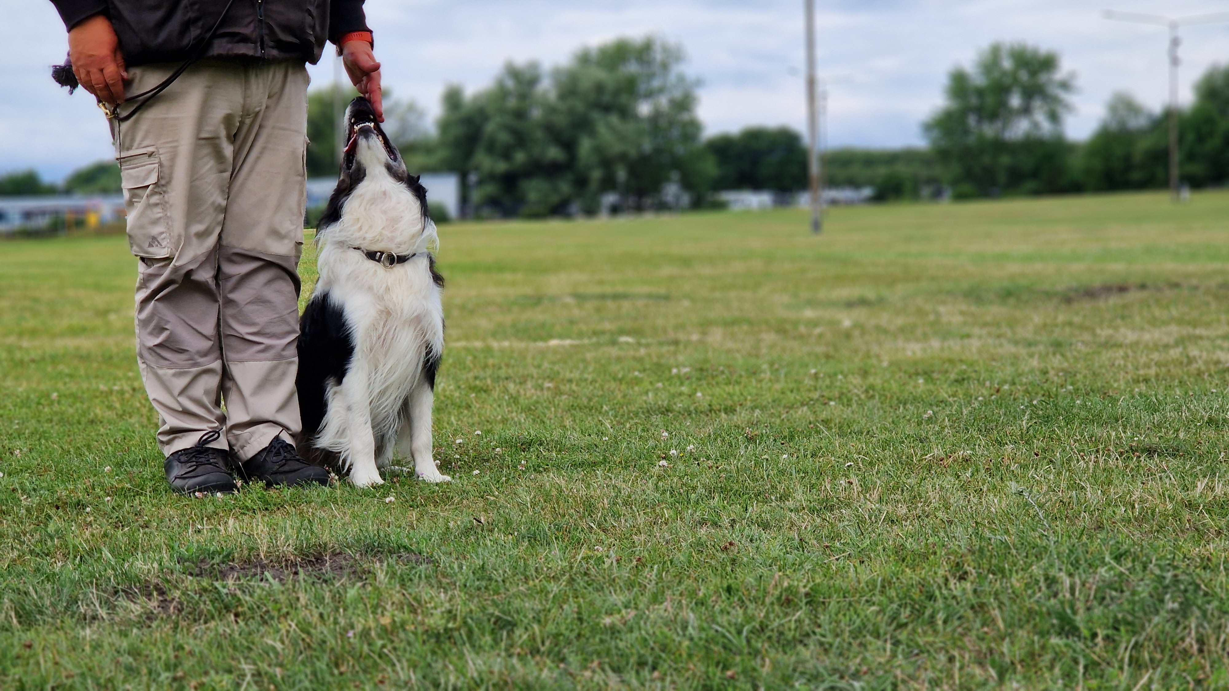 Svart-vit border collie sitter i fotposition intill förarens ben.