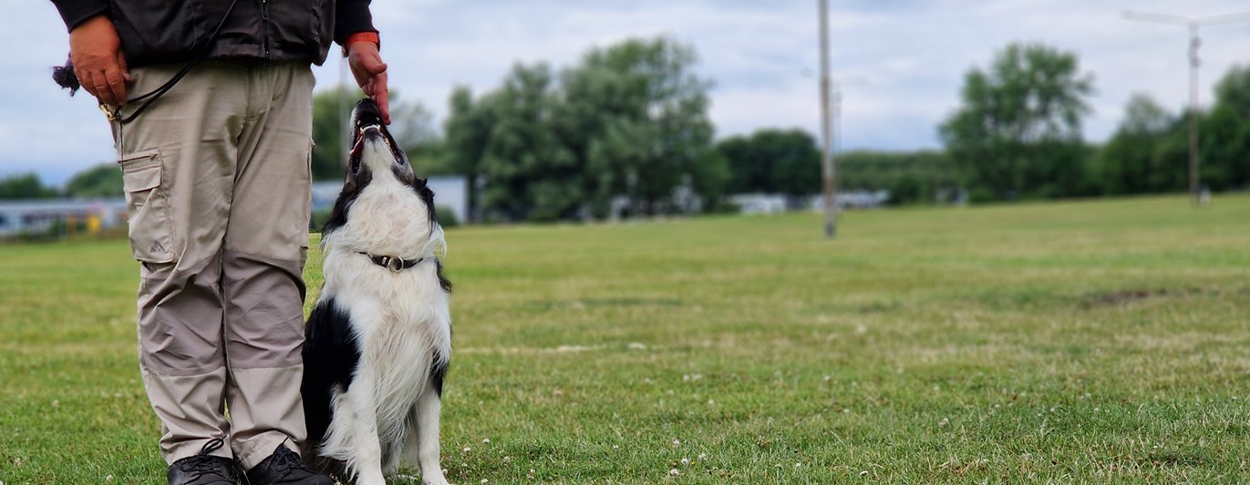 Svart-vit border collie sitter i fotposition intill förarens ben.