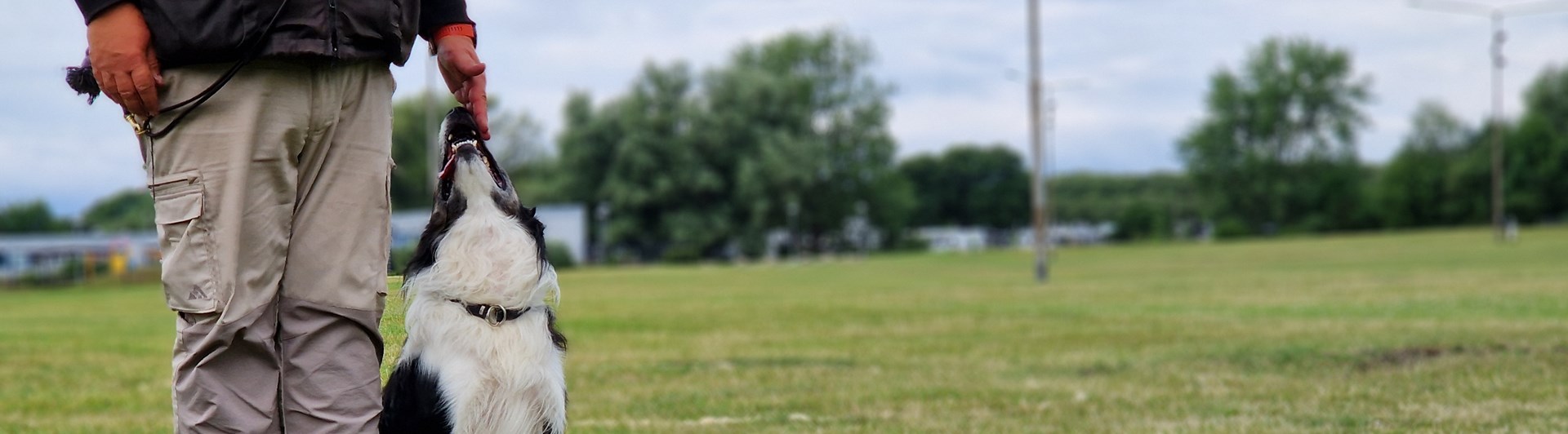 Svart-vit border collie sitter i fotposition intill förarens ben.